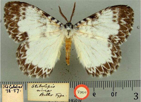/filer/webapps/moths/media/images/N/nivea_Euchera_HT_BMNH.jpg