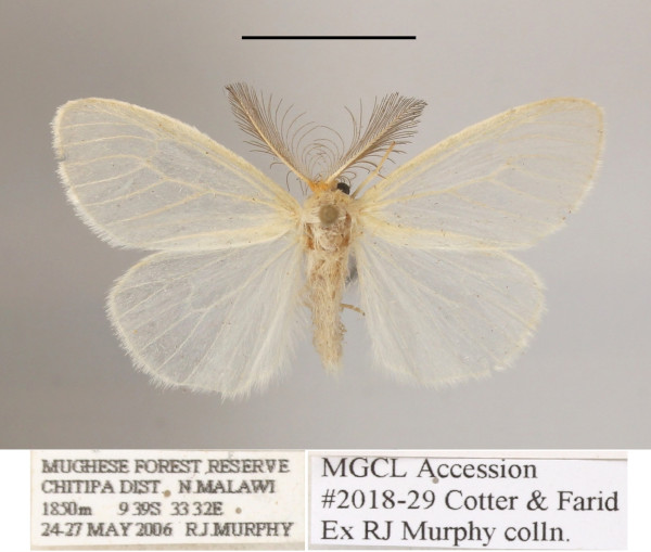 /filer/webapps/moths/media/images/N/nivea_Homoeomeria_AM_MGCLa_01.JPG