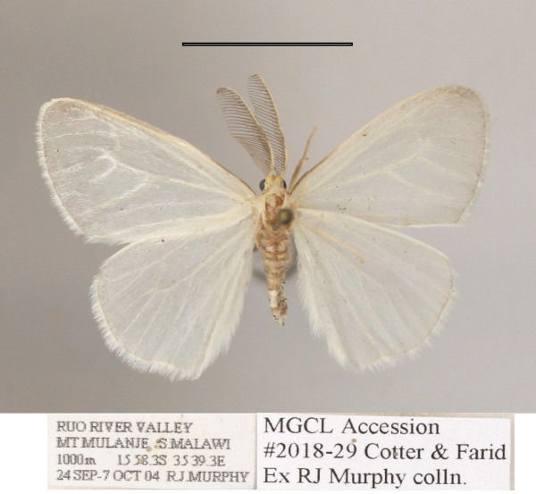 /filer/webapps/moths/media/images/N/nivea_Homoeomeria_AM_MGCLa_02.JPG