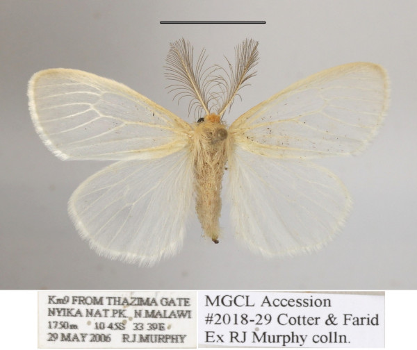 /filer/webapps/moths/media/images/N/nivea_Homoeomeria_AM_MGCLa_03.JPG