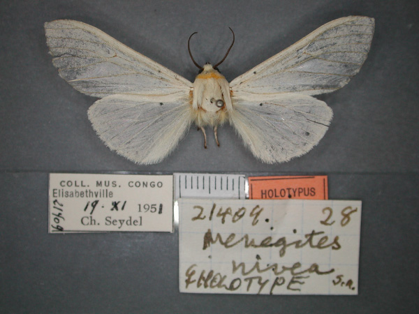 /filer/webapps/moths/media/images/N/nivea_Menegites_HT_RMCA_01.jpg