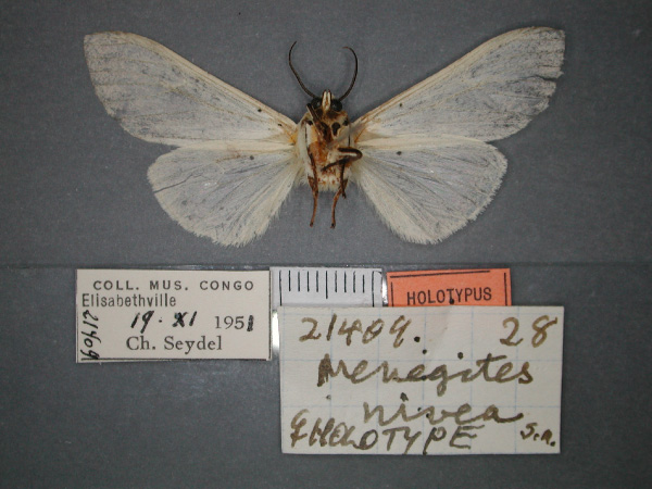 /filer/webapps/moths/media/images/N/nivea_Menegites_HT_RMCA_02.jpg