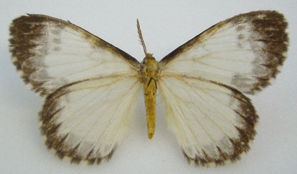 /filer/webapps/moths/media/images/N/nivea_Stibolepis_HT_NHMUKb.jpg