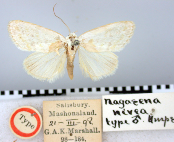 /filer/webapps/moths/media/images/N/nivea_Westermannia_HT_BMNH.jpg
