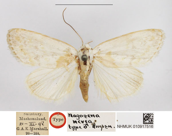 /filer/webapps/moths/media/images/N/nivea_Westermannia_HT_NHMUK.jpg