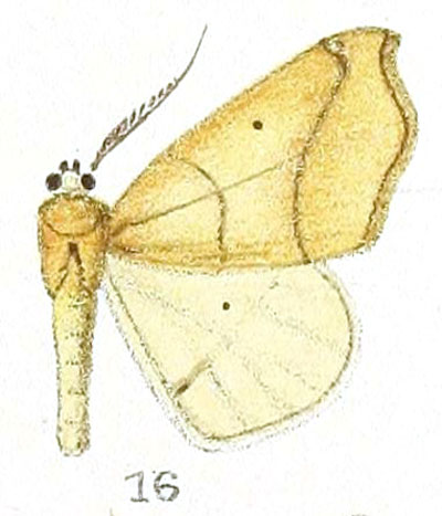 /filer/webapps/moths/media/images/N/niveifrons_Eurythecodes_HT_Prout_1-16.jpg