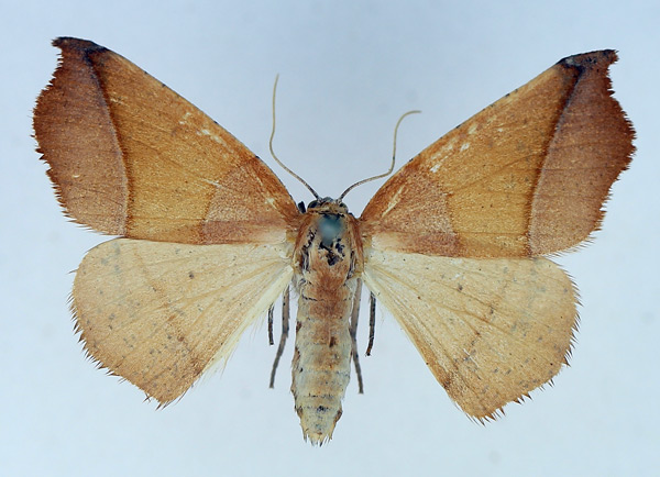 /filer/webapps/moths/media/images/N/niveifrons_Xanthisthisa_AF_TMSA.jpg
