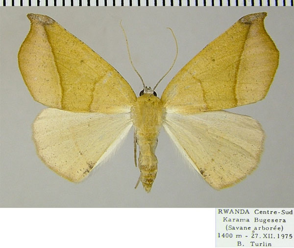 /filer/webapps/moths/media/images/N/niveifrons_Xanthisthisa_AF_ZSM.jpg