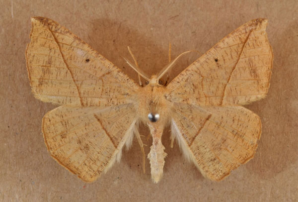 /filer/webapps/moths/media/images/N/niveifrons_Xanthisthisa_AM_Butler_02.jpg