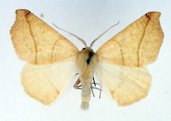 /filer/webapps/moths/media/images/N/niveifrons_Xanthisthisa_AM_TMSA.jpg