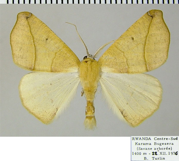 /filer/webapps/moths/media/images/N/niveifrons_Xanthisthisa_AM_ZSMa.jpg