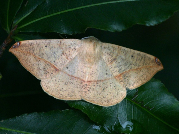 /filer/webapps/moths/media/images/N/niveifrons_Xanthisthisa_A_Wursten.jpg