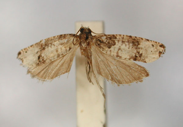 /filer/webapps/moths/media/images/N/niveipalpis_Brachioxena_HT_RMCA_01.jpg