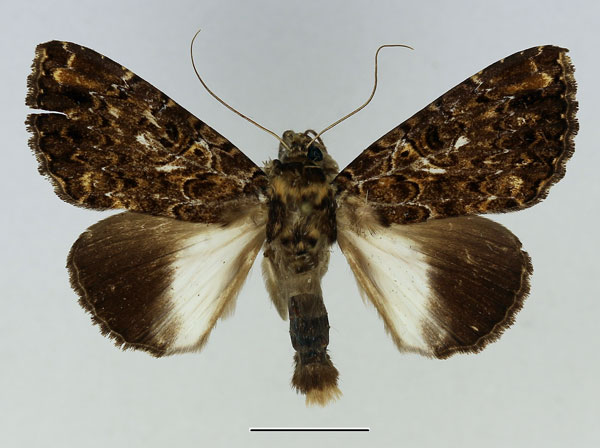 /filer/webapps/moths/media/images/N/niveipicta_Tolna_AM_Basquin_01.jpg