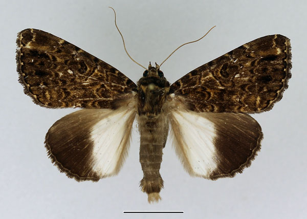 /filer/webapps/moths/media/images/N/niveipicta_Tolna_AM_Basquin_02.jpg