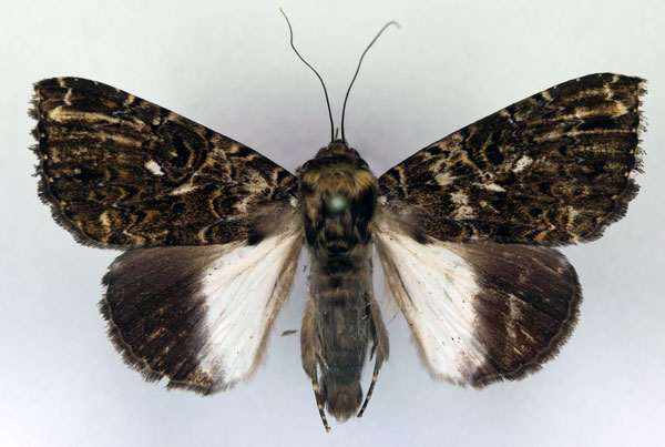 /filer/webapps/moths/media/images/N/niveipicta_Tolna_AM_RMCA.jpg