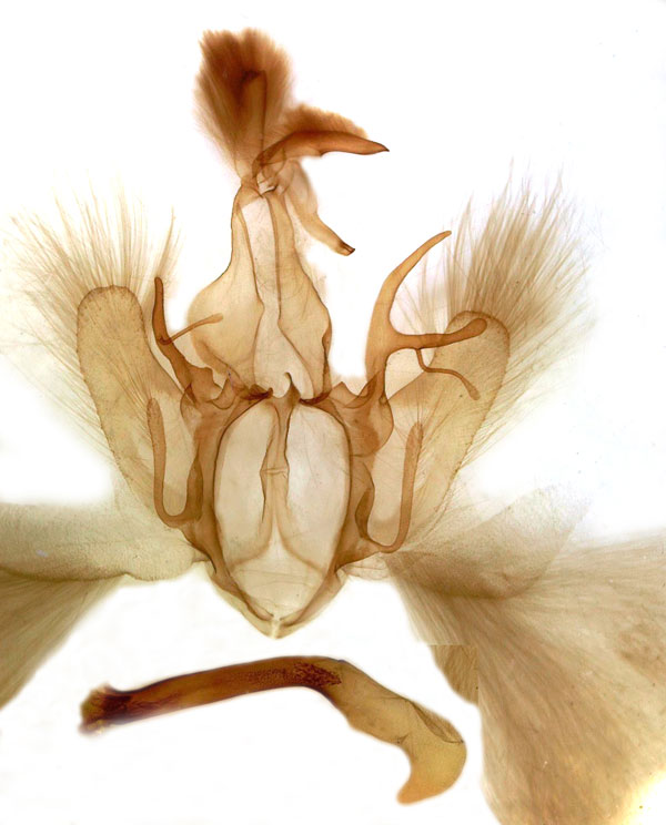 /filer/webapps/moths/media/images/N/niveipicta_Tolna_GM_MSNM_Berio1294.jpg