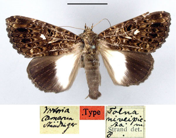 /filer/webapps/moths/media/images/N/niveipicta_Tolna_HT_ZMHB.jpg