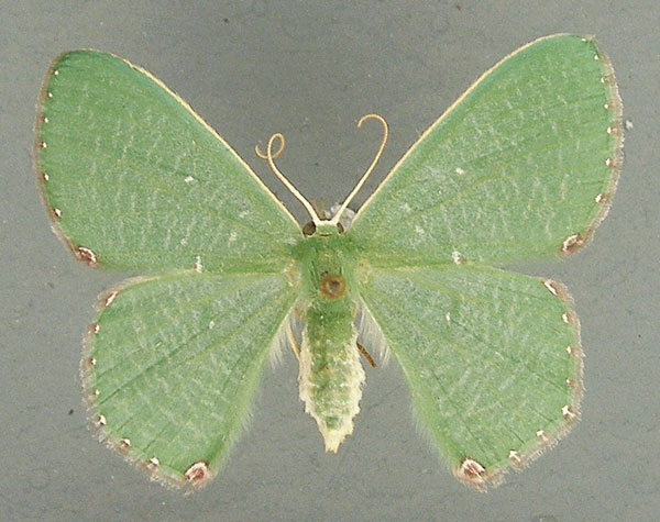 /filer/webapps/moths/media/images/N/niveisticta_Prasinocyma_AF_TMSA.jpg