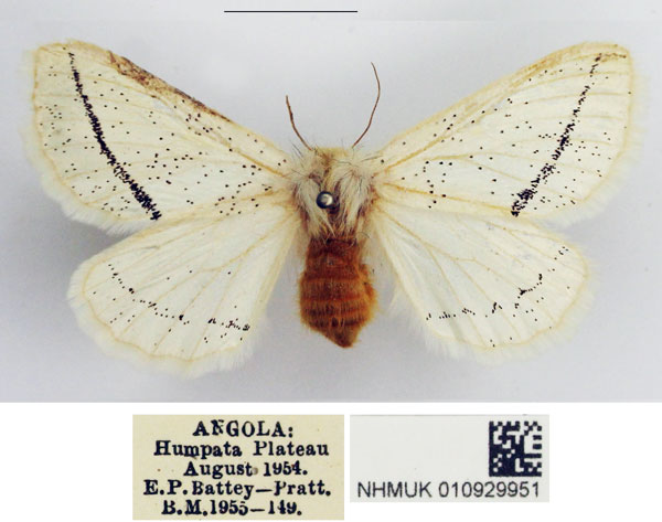 /filer/webapps/moths/media/images/N/niveociliata_Phiala_AF_NHMUK.jpg
