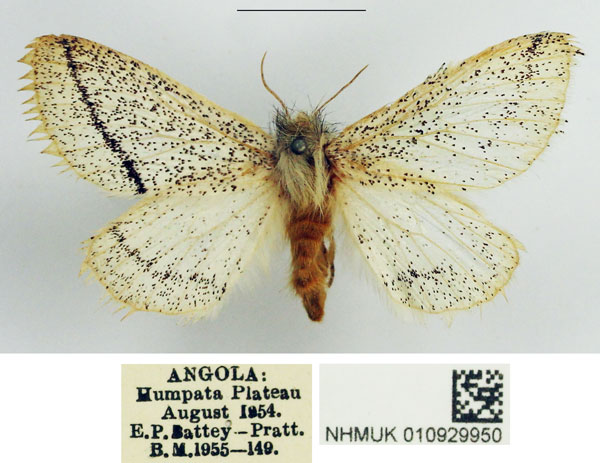 /filer/webapps/moths/media/images/N/niveociliata_Phiala_AM_NHMUK.jpg