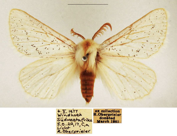 /filer/webapps/moths/media/images/N/niveociliata_Phiala_AM_TMSA.jpg