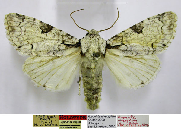/filer/webapps/moths/media/images/N/niveogrisea_Acronicta_HT_TMSA.jpg