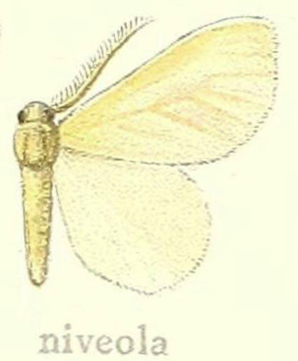 /filer/webapps/moths/media/images/N/niveola_Marblepsis_HT_Hering_21d.jpg