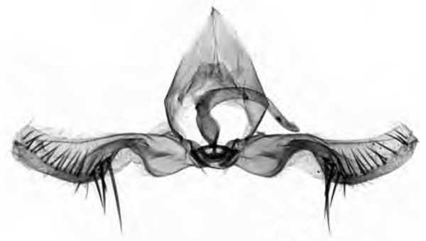 /filer/webapps/moths/media/images/N/niveosa_Grapholita_GMHT_RMCA.jpg
