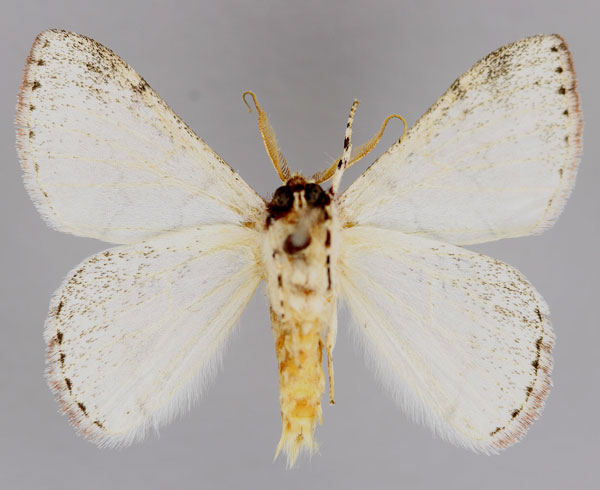 /filer/webapps/moths/media/images/N/niveus_Synclysmus_A_ZSM_02.jpg
