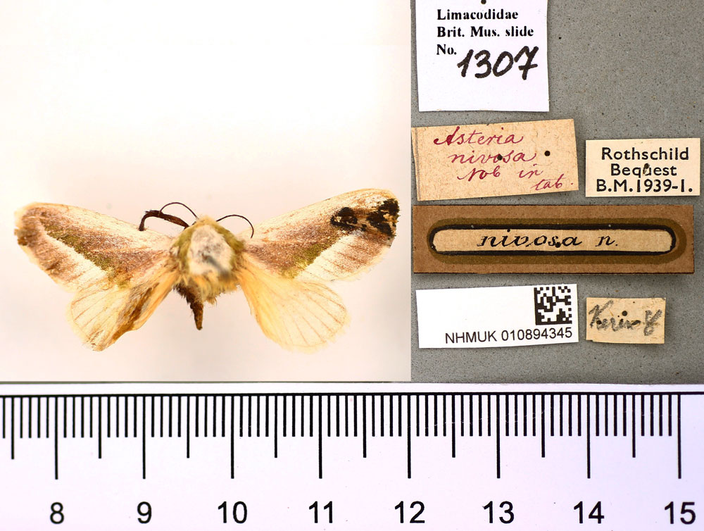 /filer/webapps/moths/media/images/N/nivosa_Asteria_HT_BMNH.jpg