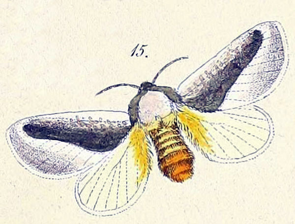 /filer/webapps/moths/media/images/N/nivosa_Asteria_HT_Felder_1874_83-15.jpg