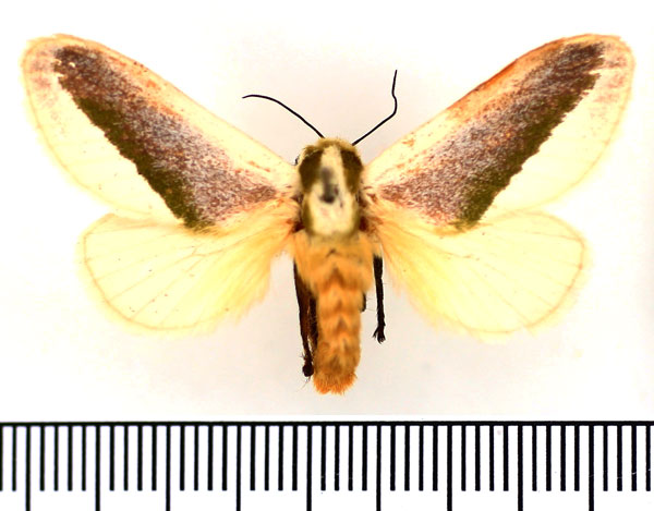 /filer/webapps/moths/media/images/N/nivosa_Latoia_AF_BMNH.jpg