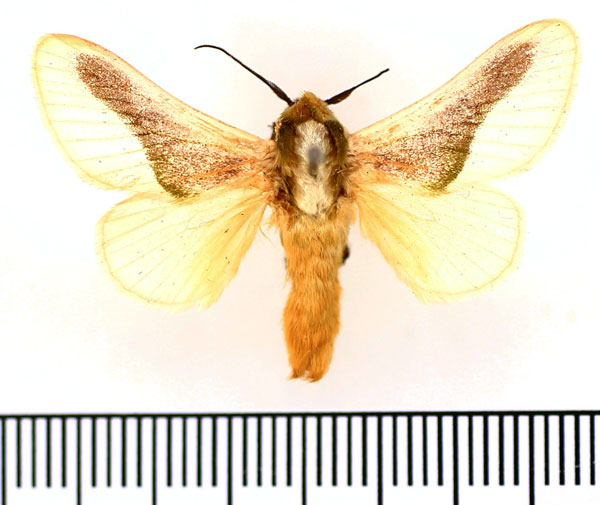 /filer/webapps/moths/media/images/N/nivosa_Latoia_AM_BMNH.jpg