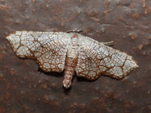 /filer/webapps/moths/media/images/N/nivosa_Nemea_A_Voaden.jpg
