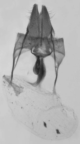 /filer/webapps/moths/media/images/N/njombe_Sciomesa_GFPT_MNHN_648.jpg