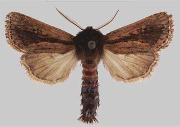 /filer/webapps/moths/media/images/N/njombe_Sciomesa_HT_MNHNa.jpg