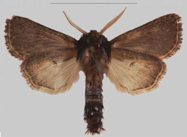 /filer/webapps/moths/media/images/N/njombe_Sciomesa_HT_MNHNb.jpg