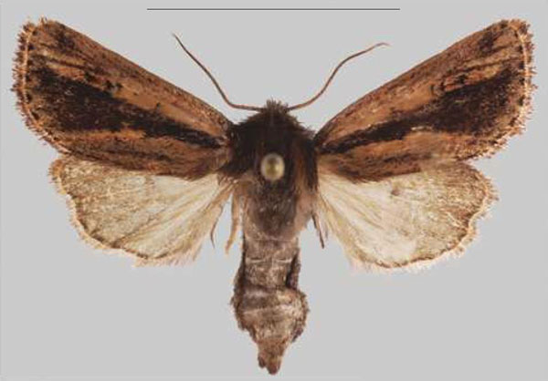 /filer/webapps/moths/media/images/N/njombe_Sciomesa_PTF_MNHN_01a.jpg