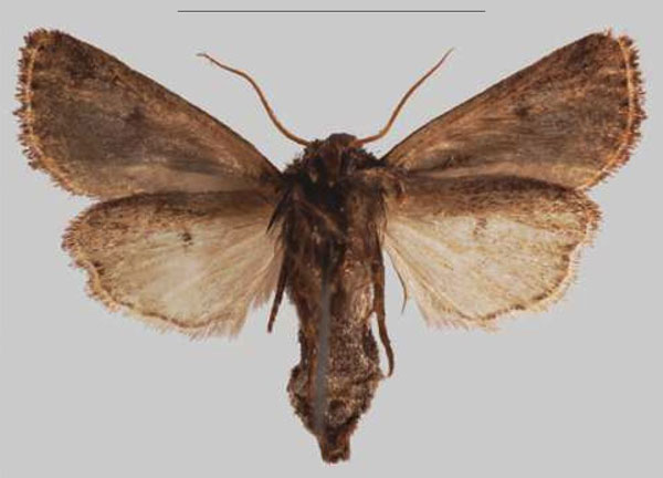 /filer/webapps/moths/media/images/N/njombe_Sciomesa_PTF_MNHN_01b.jpg