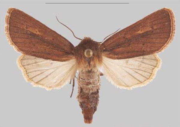 /filer/webapps/moths/media/images/N/njombe_Sciomesa_PTF_MNHN_02a.jpg