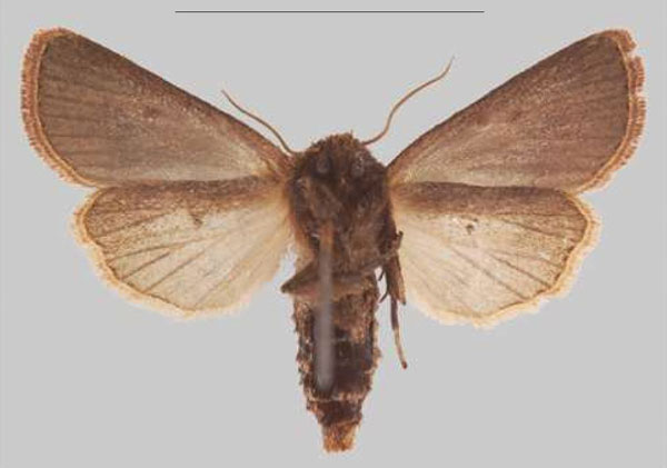 /filer/webapps/moths/media/images/N/njombe_Sciomesa_PTF_MNHN_02b.jpg
