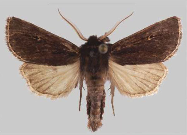 /filer/webapps/moths/media/images/N/njombe_Sciomesa_PTM_MNHNa.jpg