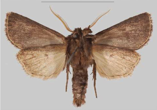 /filer/webapps/moths/media/images/N/njombe_Sciomesa_PTM_MNHNb.jpg