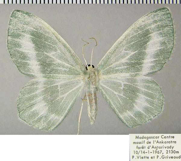 /filer/webapps/moths/media/images/N/nobilis_Epigelasma_AF_ZSM.jpg