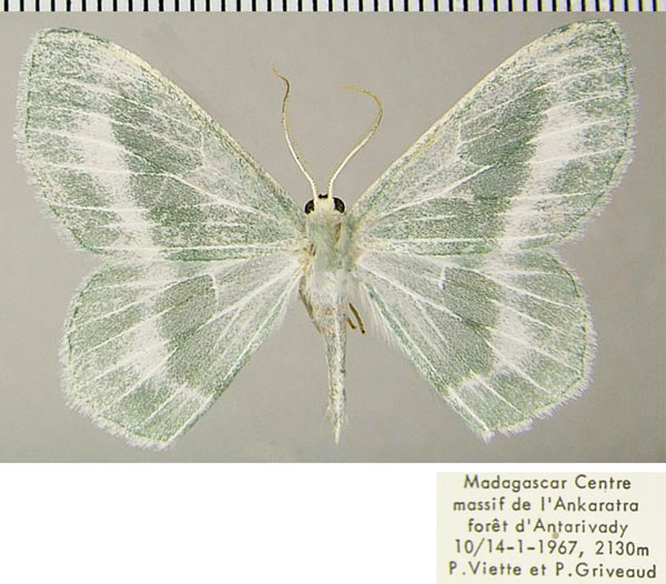 /filer/webapps/moths/media/images/N/nobilis_Epigelasma_AM_ZSMa.jpg