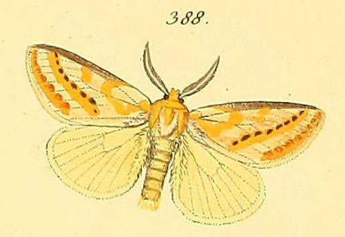 /filer/webapps/moths/media/images/N/nobilis_Lacipa_HT_HS_91_388.jpg