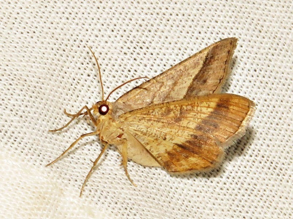 /filer/webapps/moths/media/images/N/nobilitata_Chiasmia_A_Braun_02.jpeg