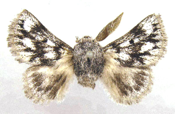 /filer/webapps/moths/media/images/N/nobilorum_Chondrostegoides_HT_ZSM.jpg