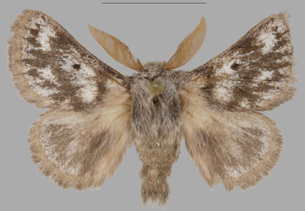 /filer/webapps/moths/media/images/N/nobilorum_Trichiurana_AM_NMB.jpg